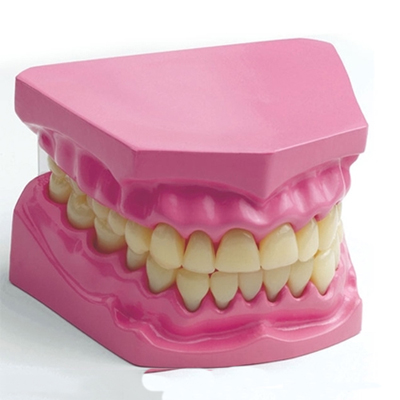 牙齿模型图